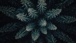 © BerkahStock - A symmetrical arrangement of frosty fern-like patterns against a dark background.