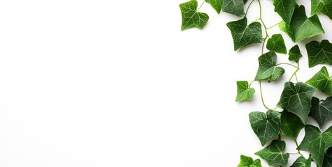 Green ivy leaves arranged on a white background, creating a natural decor effect.