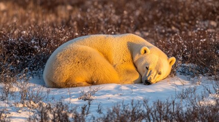 Wall Mural - A resting polar bear curled up in snow-covered terrain, basking in warm sunlight.