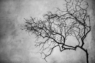 A tree with no leaves is shown in a black and white photo