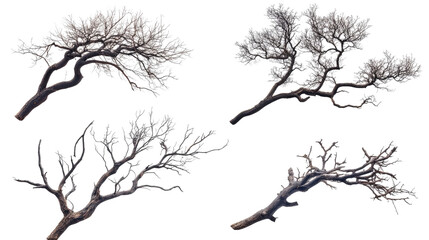 Poster - set of isolated dead tree branches on transparent background generative ai