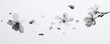 © seksun - A monochromatic image of cherry blossoms, gently falling against a minimalist background