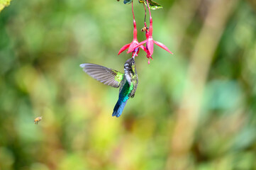 Wall Mural - blue hummingbird violet sabrewing flying next to beautiful red flower. tinny bird fly in jungle. wil