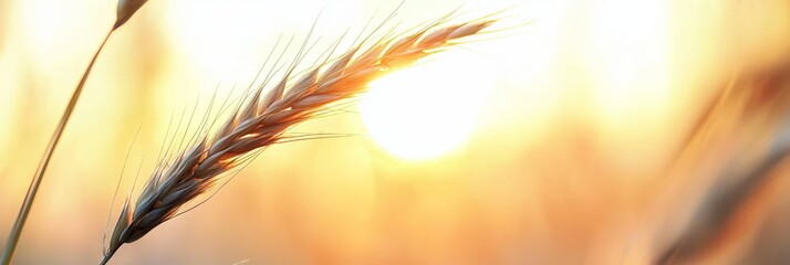 Sticker -  A tight shot of a wheat plant with the sun casting light behind it