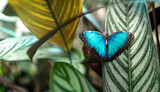 Morpho pheleides Schmetterling (blauer Morphofalter)