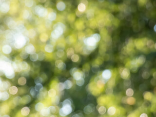 Wall Mural - Green bokeh effect and purposely blurred view of sunlight throught green leaves. Green, blurry background with photographic bokeh effect