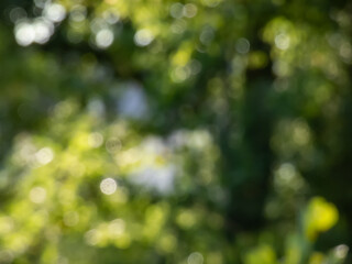 Wall Mural - Green bokeh effect and purposely blurred view of sunlight throught green leaves. Green, blurry background with photographic bokeh effect