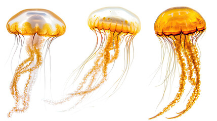 Poster - vibrant jellyfish in various poses on a clear background generative ai