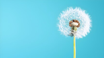 Poster - Ethereal dandelion seeds gently floating and drifting on the breeze symbolizing the spreading of hope new beginnings and the power of nature s delicate and transient beauty