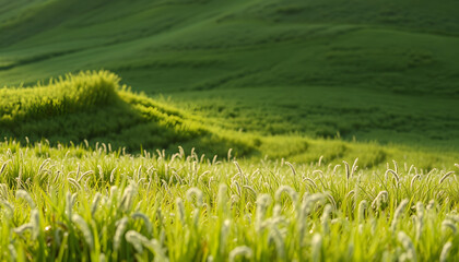 researching recultivated field isolated with white highlights, png