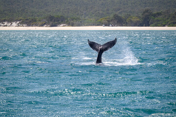 Humpback whale tail on ocean water surface, Hervey Bay K'gari Fraser Island, Queensland Australia