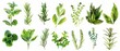 © COK House - A vibrant watercolor illustration of assorted herbs like basil, rosemary, and mint on a white background. Each herb is uniquely depicted in shades of green for easy recognition.