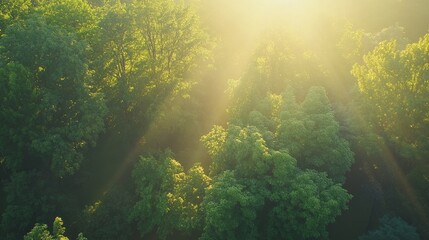  Lush Green Forest Bathed in Warm Sunlight