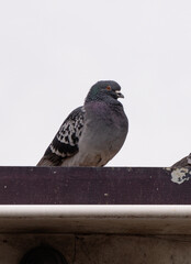 Wall Mural - pigeon perched on a roof 