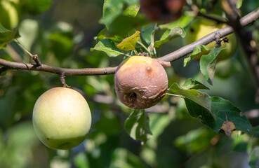 A tree with two apples on it