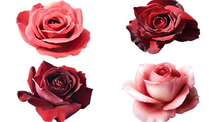 Poster - Isolated Red Roses on Transparent Background Generative AI