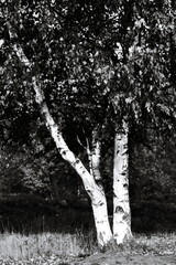 Poster - Two birch trees stand together in the snow, their silhouettes against the winter sky.