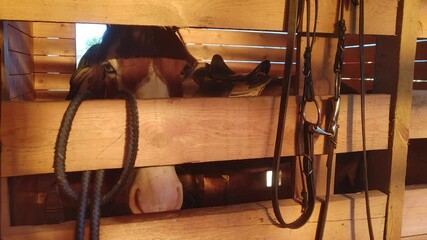 Poster - horses in the stable. Sunset lighting.