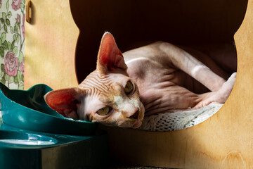 A domestic cat resting in its home, accompanied by a water source for drinking.