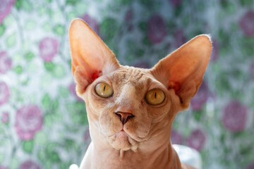 Poster - A close-up view of a cat's face, focusing on its large ears.