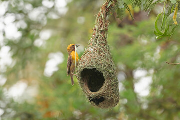 Baya weaver bird building nest on tree branch