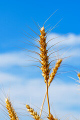 Golden ripe wheat under blue sky in sunlight in summer