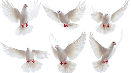 Poster - serene collection of white doves flying gracefully in the sky generative ai