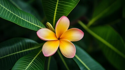 Poster - Vibrant plumeria flower blooms on a lush tree, exuding natural beauty and exotic charm. Close-up details showcase its vibrant colors and delicate structure, radiating tranquility and growth