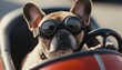© Anastasiia - Funny French bulldog with goggles cruising in a pedal car on a sunny day