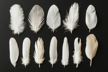 Poster - A beautiful collection of white feathers displayed against a dark background, showcasing their delicate textures and unique shapes.