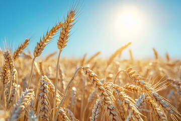 Wall Mural - Golden wheat field under a bright blue sky during sunset