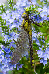 Dragonfly Gomphus vulgatissimus in front of green background macro shot with dew. on the wings. Blue flowers in the morning of a sunny summer day