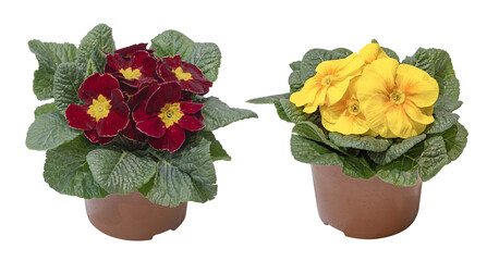 Wall Mural - pot de primevère jaune et rouge