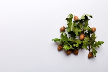 Wall Mural - branch with green oak tree leaves and acorns on colored background, close up top view