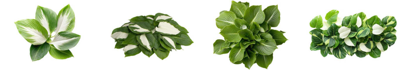 Poster - A white background is adorned with a plantain lily, a Hosta plant.