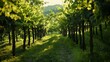 © pkproject - Scenic Vineyard Path Amid Lush Green Foliage in Peaceful Countryside