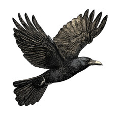 Black Raven in Flight, Detailed Illustration.