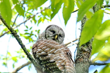 barred owl perched in a tree in ontario, canada