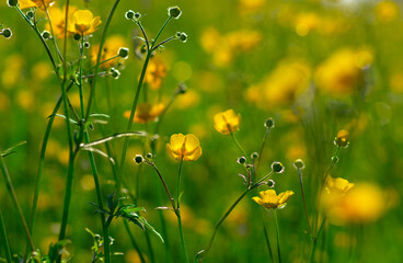 Wall Mural - wild yellow flower on the field