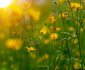 Wall Mural - yellow flowers on a field