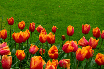 Wall Mural - tulips in the park in the sunlight