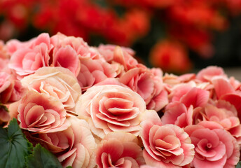 Wall Mural - floral background of colorful flowers