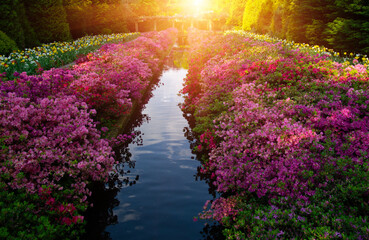Wall Mural - spring flower park in the sunlight
