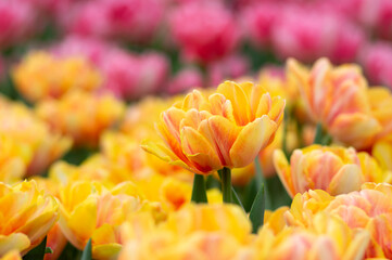 Wall Mural - tulips flowers blooming in the spring