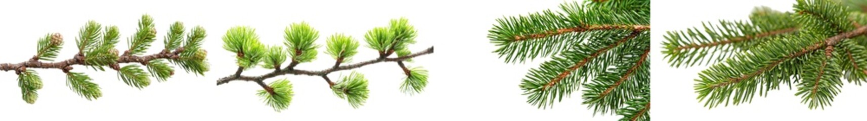 Poster - An isolated pine cone tree on a white background made from branches of a fir tree