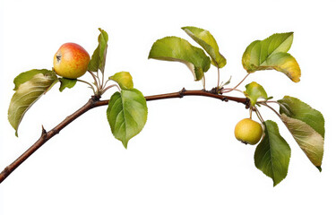a branch of an apple tree with two small, unripe apples and green leaves, isolated on a white backgr