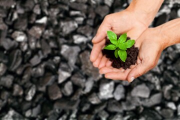 hands planting a green fresh plant on coal heap