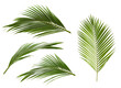 © Remini - Set of yellow palm leaves (Dypsis lutescens) or Golden cane palm, Areca palm leaves, Tropical foliage isolated on white background with clipping path