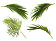 © Remini - Set of yellow palm leaves (Dypsis lutescens) or Golden cane palm, Areca palm leaves, Tropical foliage isolated on white background with clipping path