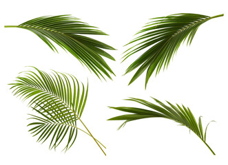 set of yellow palm leaves (dypsis lutescens) or golden cane palm, areca palm leaves, tropical foliag